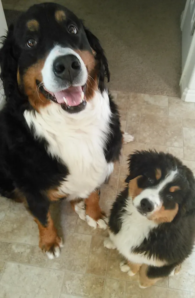 Daily Routine Dog Training Scottsdale Programs