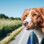 Pet-Friendly Travel Guide for Easier Trips