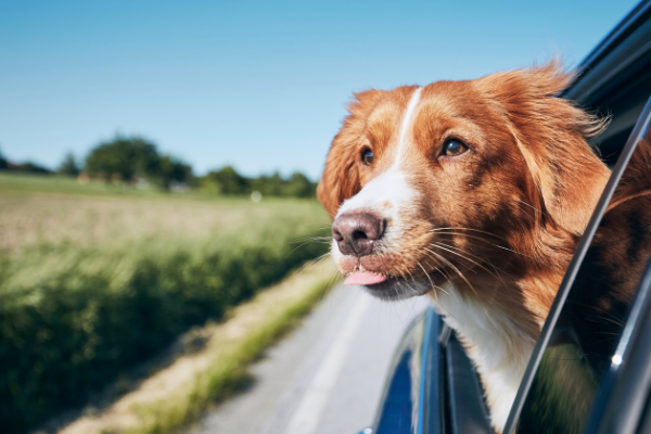 Pet-Friendly Travel Guide for Easier Trips